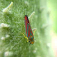 Leafhopper Chemical Control & Insecticide Products