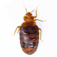 Bed Bugs | Resources + Products | MGK® Insect Control Solutions