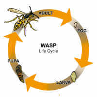 yellow jacket wasp life cycle
