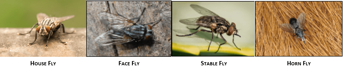 Banner with images from left to right of a house fly, face fly, stable fly, and horn fly.