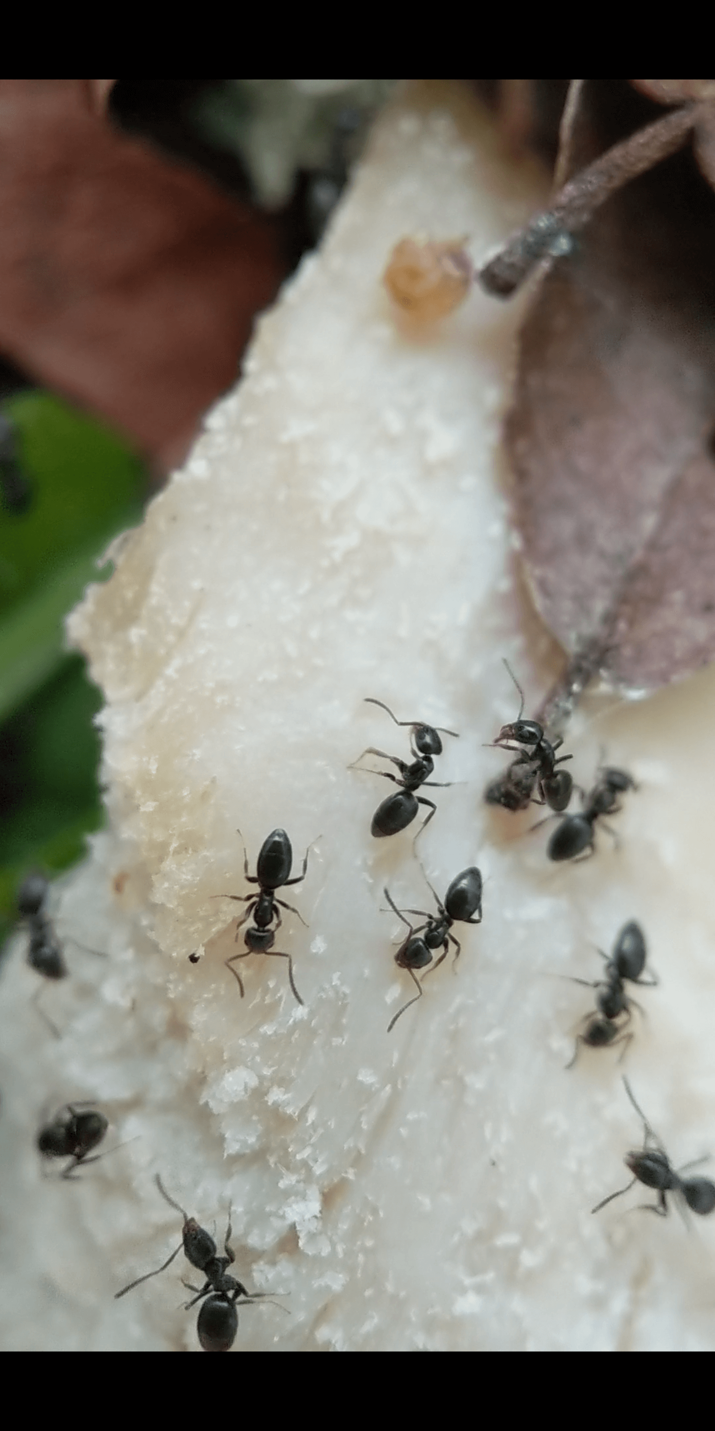 A colony of odorous house ants that are on the move.