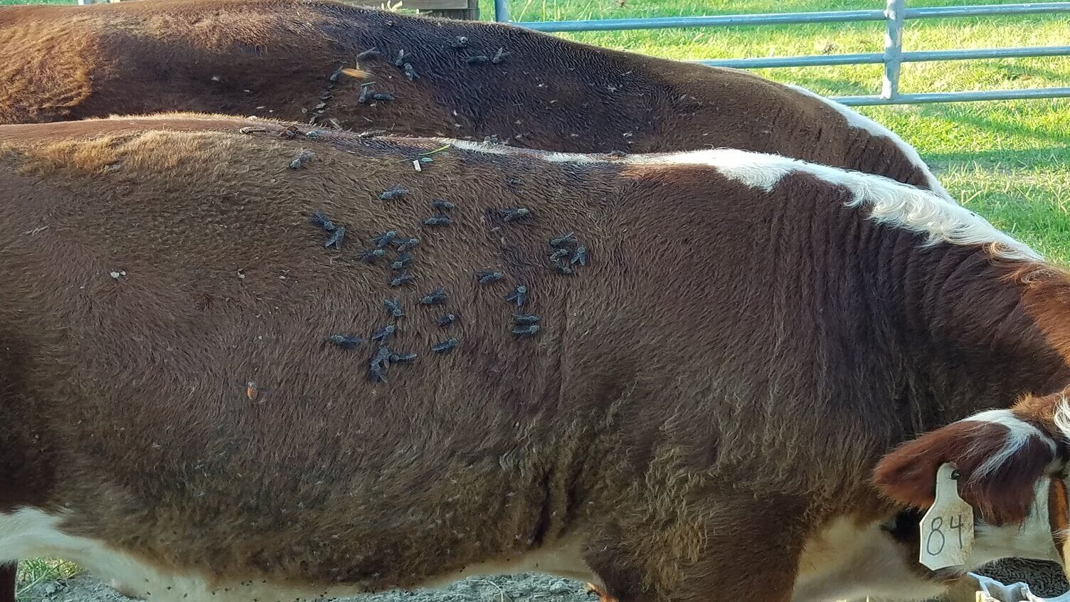 Female horse flies, also known as tabanids, cover the side of cattle in a field.