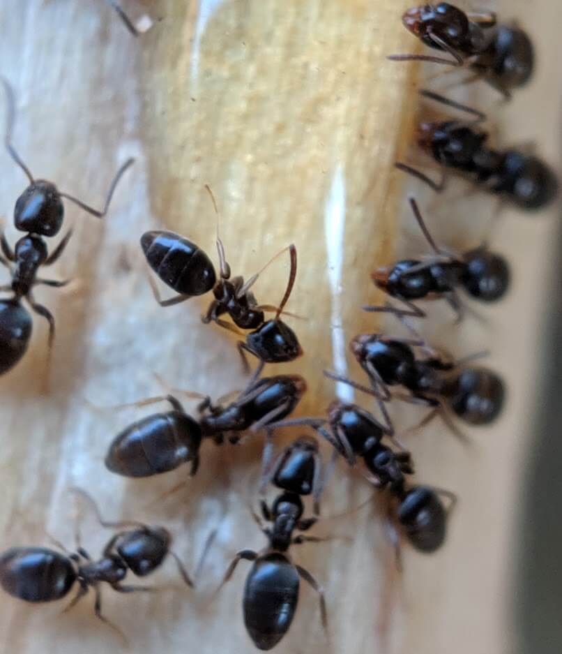 Close up of ants on bait