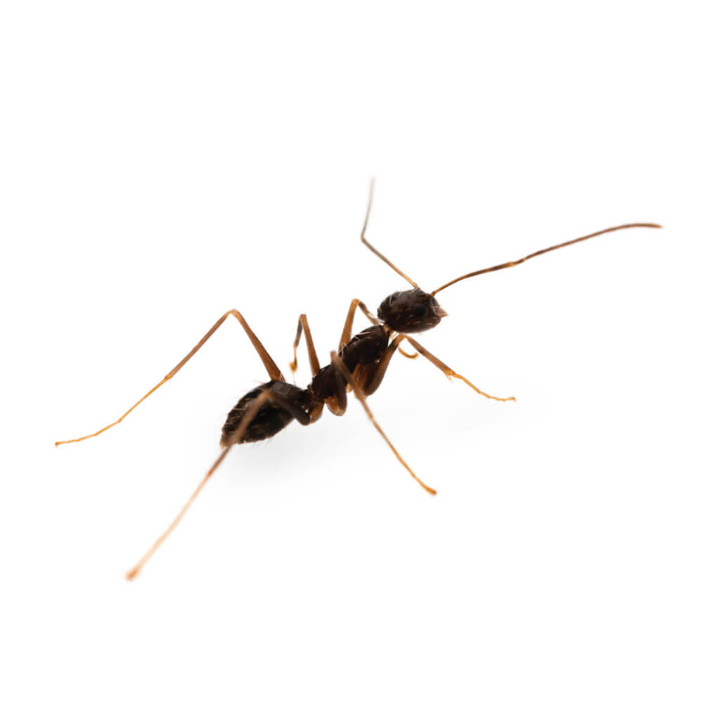 Ant Control Chemicals & Insecticide Products