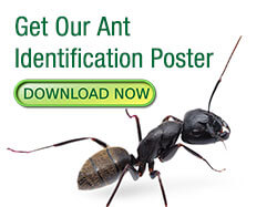 Download MGK's Ant Identification Poster Download Icon Image by <a href="https://pixabay.com/users/kracoboren-14651101/?utm_source=link-attribution&utm_medium=referral&utm_campaign=image&utm_content=7179028">KracoBoren</a> from <a href="https://pixabay.com//?utm_source=link-attribution&utm_medium=referral&utm_campaign=image&utm_content=7179028">Pixabay</a>