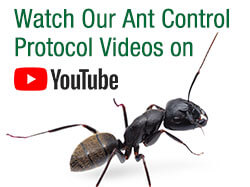 Watch our Ant Control Protocol Videos on YouTube, include image of carpenter ant