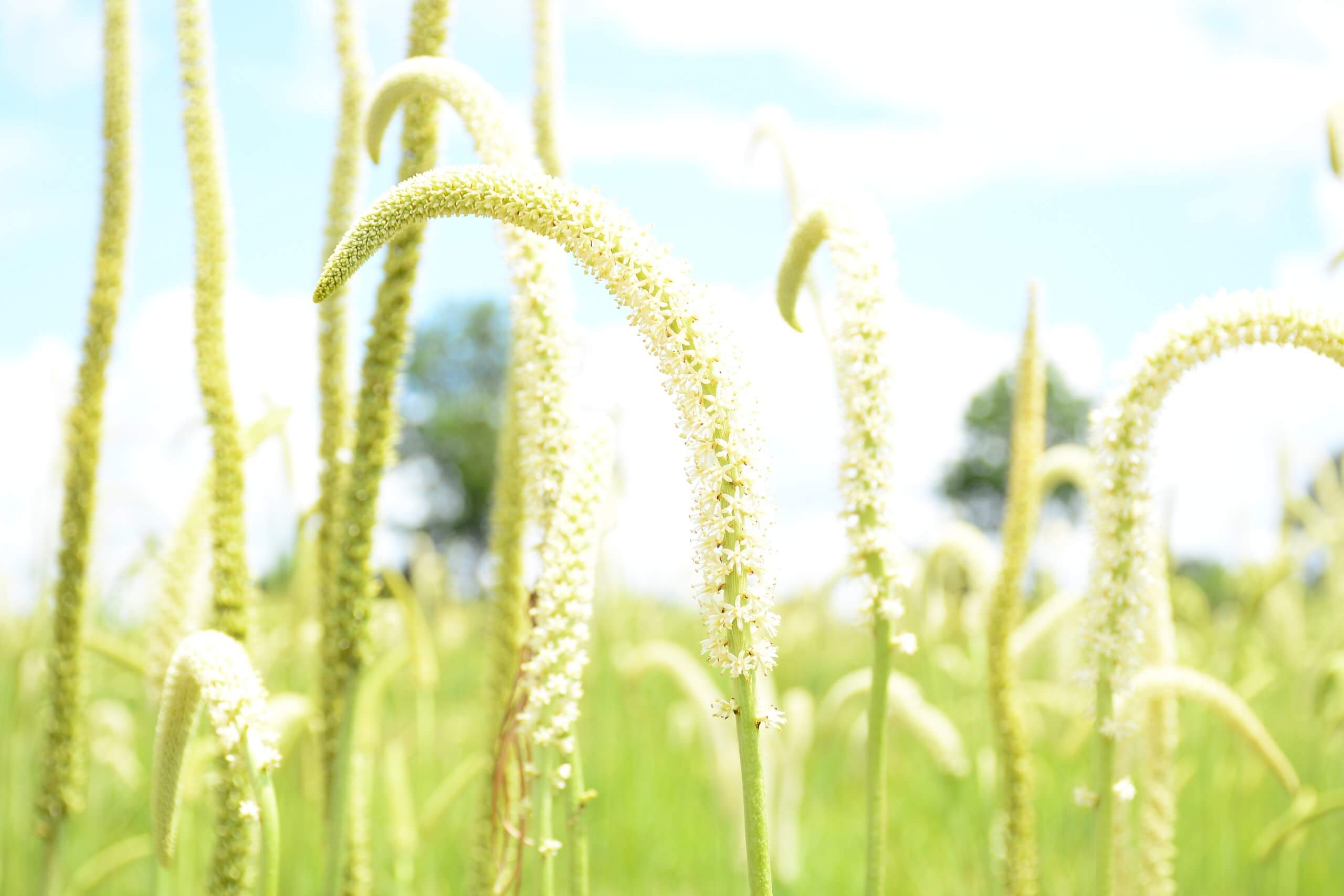 Sabadilla plant (Schoenocaulon officinale)