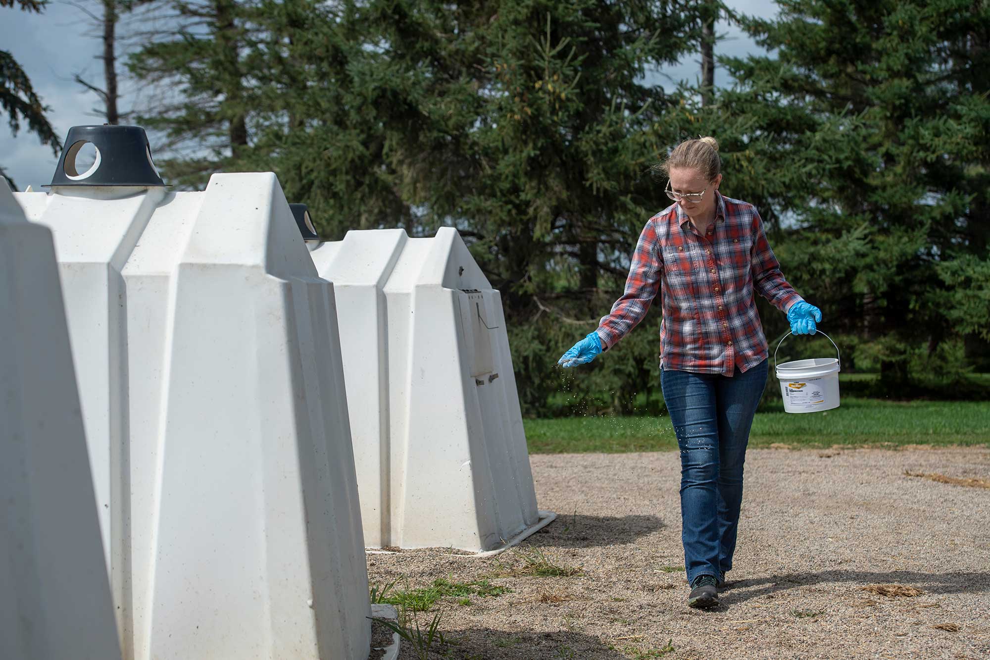 Sandra Sleezer scattering bait in a dairy farm